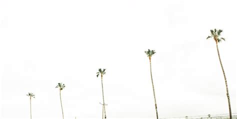 Hd Wallpaper Trees Beach Minimal White Nature Palm Trees Los