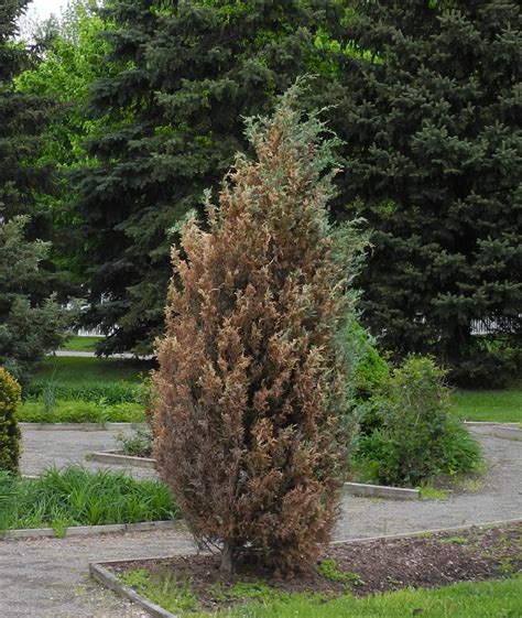 Management practices for commercial growers in. Quince Rust on Junipers | Tree Integrated Pest Management
