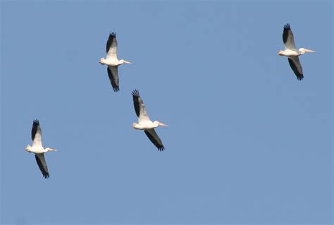 I've seen flocks and individual birds do this too. Avise's Birds of the World