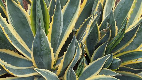 Always source your succulents and cacti from reputable growers, as opposed to wild sources. 5000 Gambar Daun Aloe Vera HD Paling Keren - Gambar ID