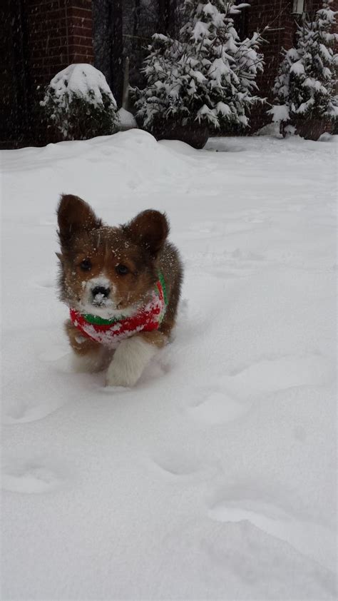 This puppy is not very common, so finding a reputable horgi breeder can be difficult. mini aussie corgi mix - Google Search | Cute animals, Baby ...