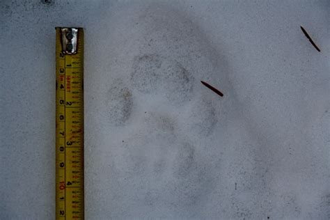 What does a wolf den look all three gardening books in one ebook. Mountain Lion Tracks - NatureTracking