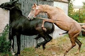 Di penangkaran kuda, mengawinkan kuda adalah tugas pekerja profesional. Gambar Kartun Orang Belajar - Republika RSS