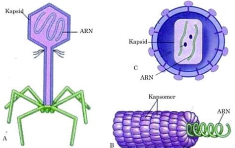 Struktur Tubuh Virus Macam Macam Bentuk Contoh Dan Gambarnya Lengkap
