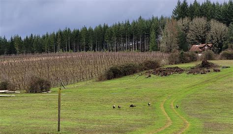 RainSong Vineyard wines bring the grins in Cheshire, Oregon near Eugene