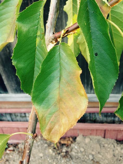 Cherry Tree Leaves Yellowing And Falling Off