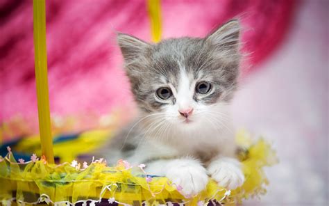 Kitten Baby Basket Cat Easter Wallpapers Hd Desktop And Mobile Backgrounds