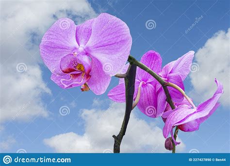 Pink Orchid Against Blue Sky With White Clouds Stock Photo Image Of