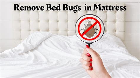 How To Get Rid Of Bed Bugs In A Mattress Most Effective Treatment