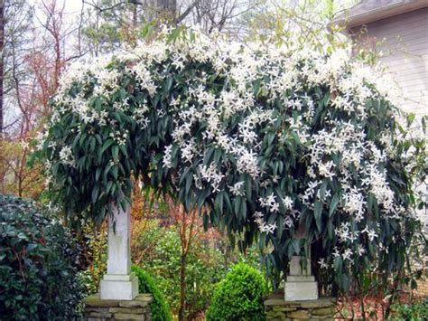 The southern magnolia grows well in zone 7. Smell My Sweet Clematis | Evergreen vines, Clematis ...