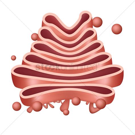 As is the case with animal cells, the cell membrane in plants is a lipid bilayer. animal cell on emaze