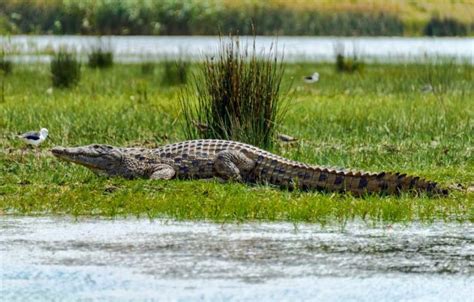 List Of Crocodiles In Africa Pictures And Facts On African Crocodile Species