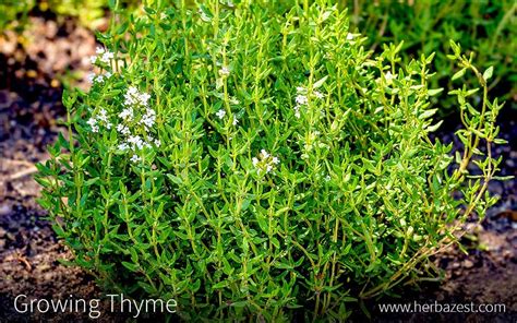 Pin By Anthony Long On Landscaping Ideas Growing Thyme Thyme