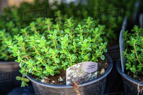 Copenhagen Denmark May 6 2018 Close Up View Of Potted Thyme Plants