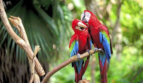Amazon tours amazon lodges in peru, ecuador & bolivia amazon river cruises amazon adventure tours galapagos & amazon tour. What Animals Live In The Amazon Rainforest? | Animals ...