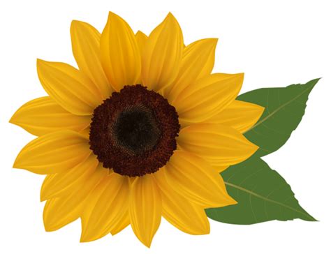 Sunflower PNG Clipart Picture | Gallery Yopriceville ... Vintage garden drawing spring bouquet.
