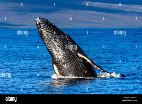 Breaching Baby Humpback Whale Megaptera Novaeangliae Maui Hawaii