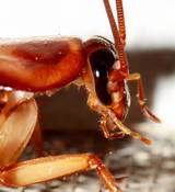 Images of Cockroach In Head