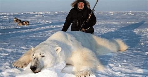 Des touristes prêts à payer 40 000 pour tuer un ours polaire le