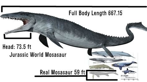 Jurassic World Mosasaur Size Comparison Jurassic World Jurassic World