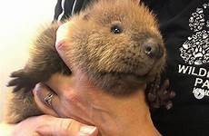 beavers okanagan rescued globalnews transferred rehabilitation
