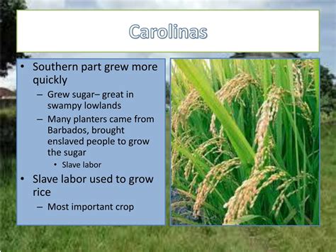 Ppt Southern Colonies Powerpoint Presentation Free Download Id1511750