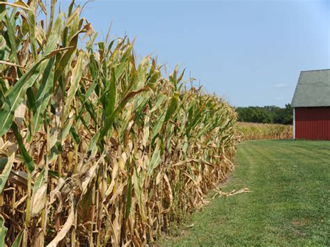 Will Your Corn Stalks Stand Until Harvest