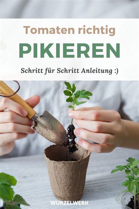Am besten nehmen sie arbeiten wie das umgraben bereits im herbst vor, damit der. Richtig pikieren: Wann, wie, welche Pflanzen? - Wurzelwerk ...