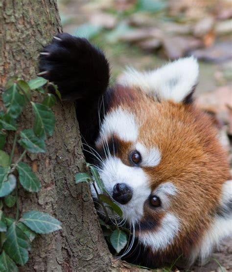 63 Best Red Panda Images On Pinterest Adorable Animals