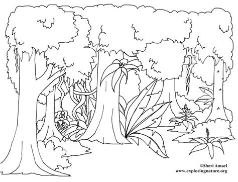 Rainforest Trees Drawing At Getdrawings Free Download