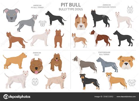 Pitbull Terrier Varieties Stock Vector Image By ©a7880s 334211052