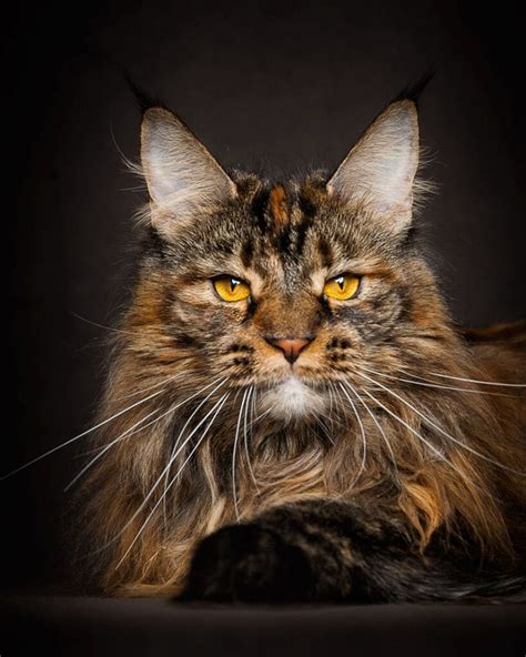 21 Majestic Photos Of Maine Coon By Robert Sijka Pets Feed