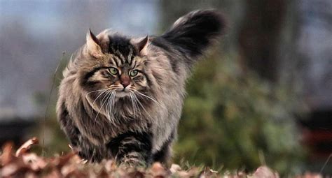 Siberian Cat Breed Information And Characteristics Pet Reader