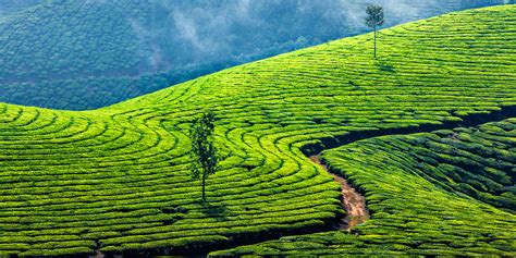 Reading The Tea Leaves Labor Rights Violations On Indias Tea