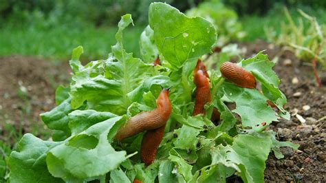 Slime Fight How To Manage Slugs And Snails Modern Farmer