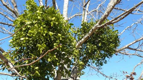 Mistletoe Parasitic Plant