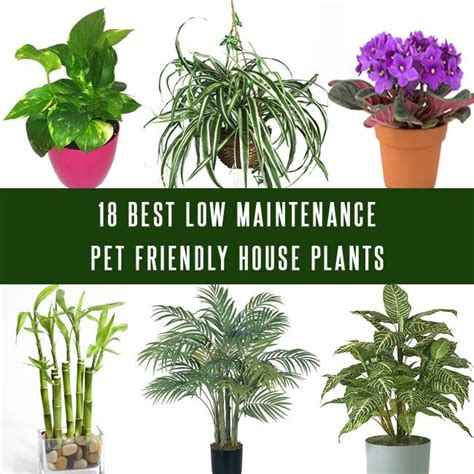 This plant is perfect for hanging, as it sprouts smaller spiderettes that drape down from the mother plant as if on a web—safe for any curious cat or dog. When you and your family are animal lover, keeping them ...