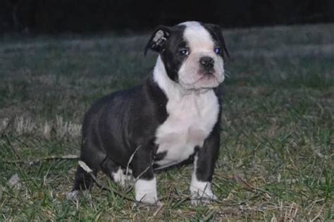 Blue tri merle french bulldog, produced beautiful puppies! Blue Brindle Olde English Bulldogge Female for Sale in ...