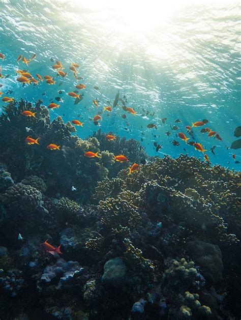 Coral Reefs World Biomes The Wild Classroom