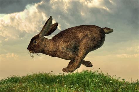 Running Rabbit By Deskridge On Deviantart