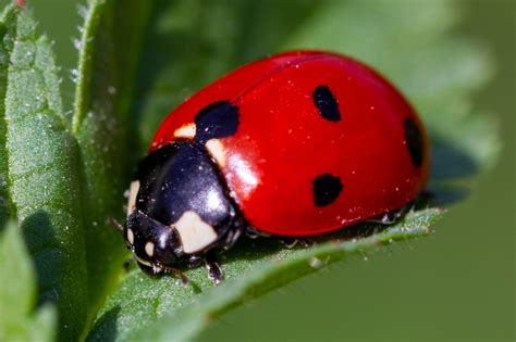 12 Types Of Ladybugs Found In North Dakota Id Guide Bird Watching Hq
