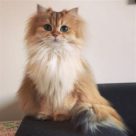 This Magnificently Fluffy Cat Looks Part Fox Pretty Cats Fluffy Cat