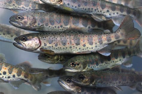 From wikipedia, the free encyclopedia. cherry-salmon