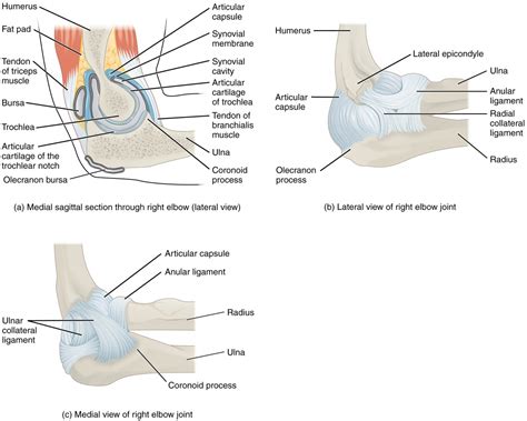 What structural category and type of joint of this immoveable joint? Anatomy of Selected Synovial Joints | Anatomy and Physiology I