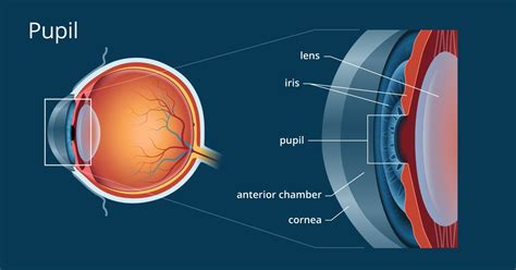 Pupil Of Eye Defination Size Of Eye And Conditions Affecting It