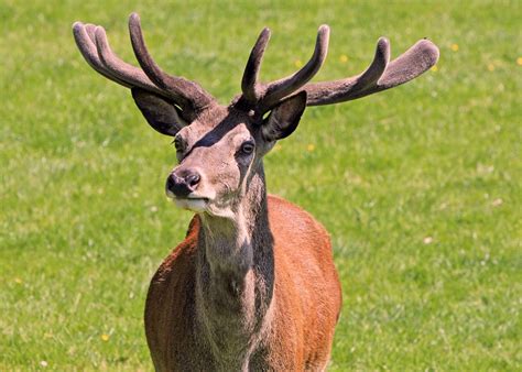 Deer Red Stag Free Photo On Pixabay Pixabay