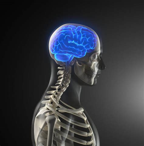 Brain Injury And Stroke Johns Hopkins Physical Medicine And Rehabilitation