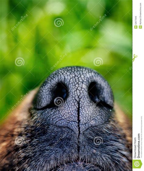 Dog Snout Stock Photo Image Of Closeup Domestic Doggy 52677846
