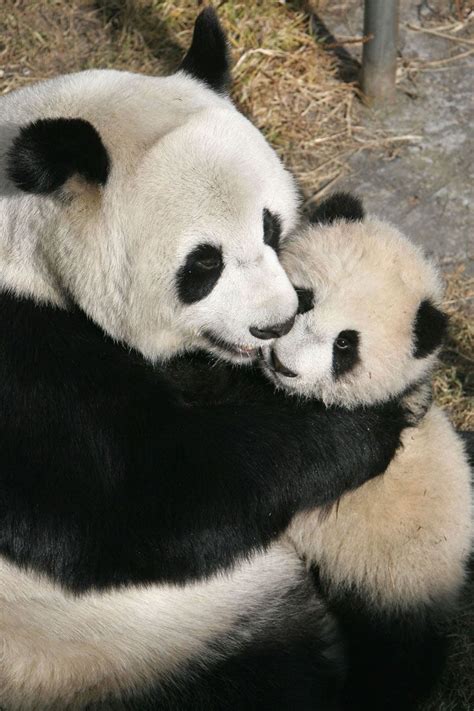100 Photos Of Hugs That Will Brighten Your Day Baby Panda Bears