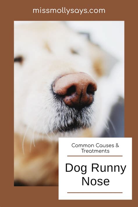 Dog Runny Nose Common Causes And Treatments